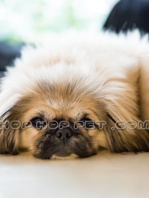 سگ امپریال نر پیکینز سوپر فلت طلایی سه ماهه