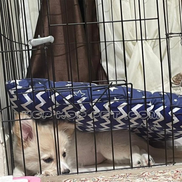 توله سگ پامر اشپیتز ماده 3 ماهه