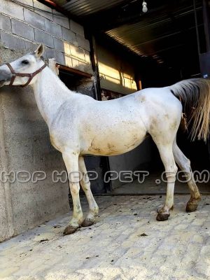 اسب ایرانی سفید دو ساله