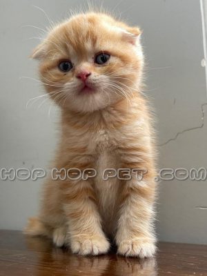 توله گربه اسکاتیش فولد نارنجی راه راه ۲ ماهه