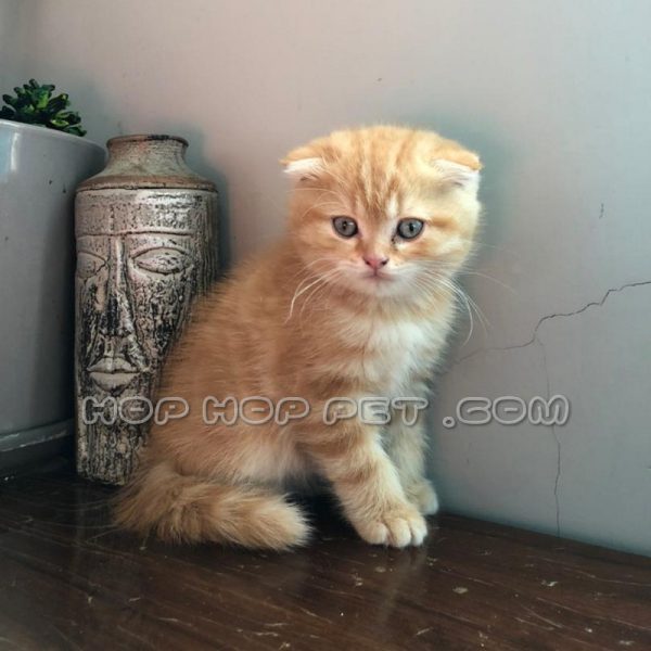 توله گربه اسکاتیش فولد نارنجی راه راه ۲ ماهه (۵)