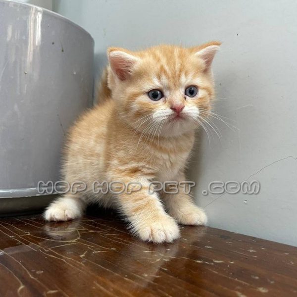 توله گربه بریتیش راه راه نارنجی ۲ ماهه (۳)