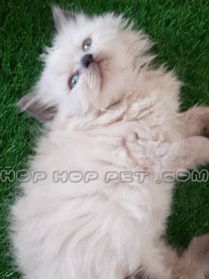توله گربه بریتیش سایه روشن سفید ۲ ماهه (۱)
