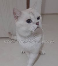 توله گربه بریتیش سایه روشن سفید چشم آبی