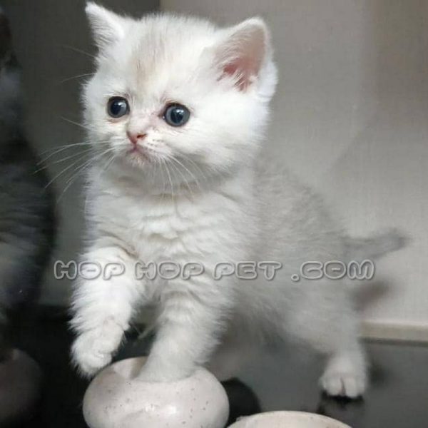 توله گربه بریتیش سفید تک رنگ دو ماهه