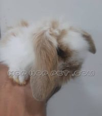 خرگوش مینی لوپ دارچینی ۲ ماهه (۲)
