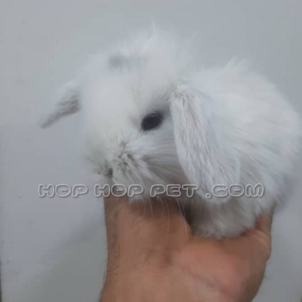 خرگوش مینی لوپ سفید ۲ ماهه