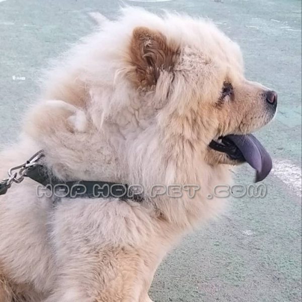 سگ چاو چاو نر دو ساله