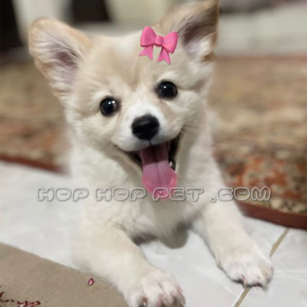 توله سگ پامر اشپیتز ماده 3 ماهه