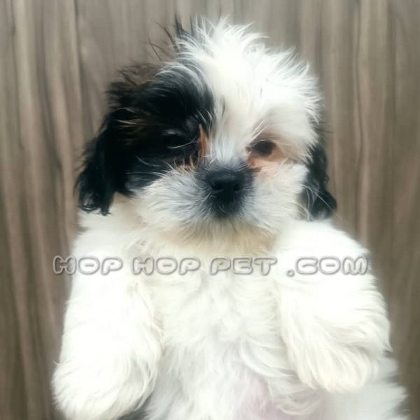 سگ شیتزو سوپر فلت سفید سیاه