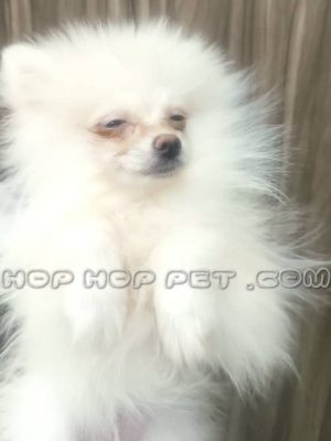 سگ پامرانین سفید با حجم مو بالا