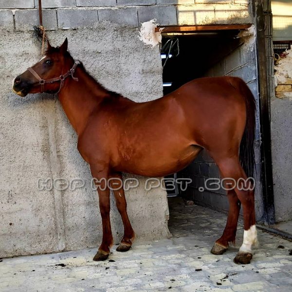 اسب اصیل ایرانی دو ساله