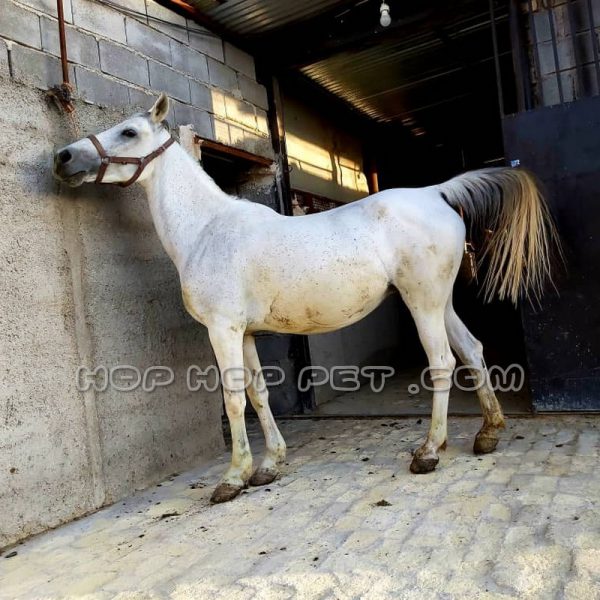 اسب ایرانی سفید دو ساله