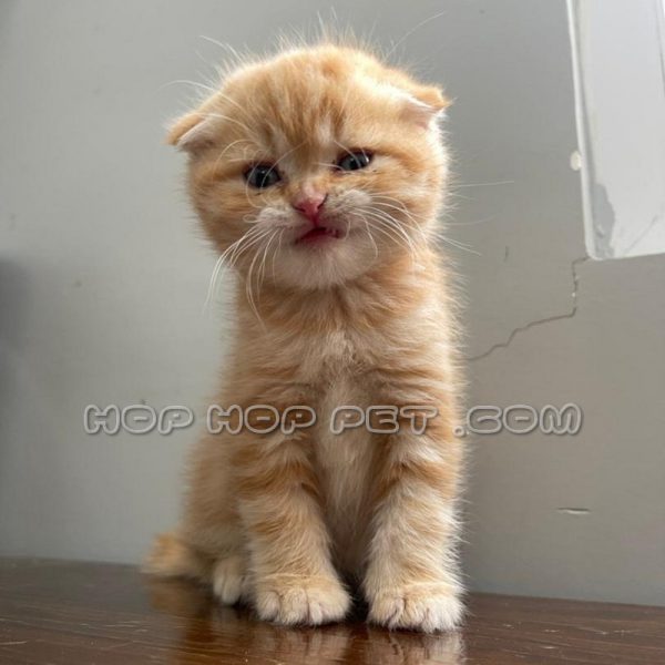 توله گربه اسکاتیش فولد نارنجی راه راه ۲ ماهه (۳)