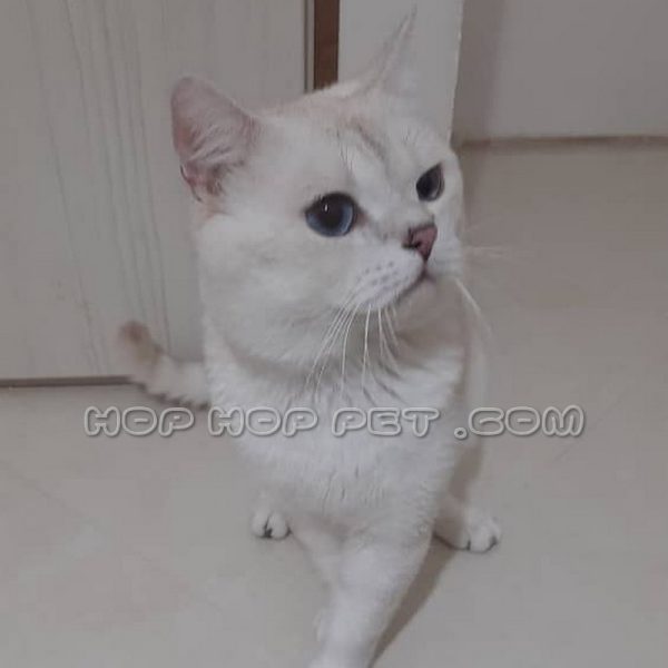 توله گربه بریتیش سایه روشن سفید چشم آبی