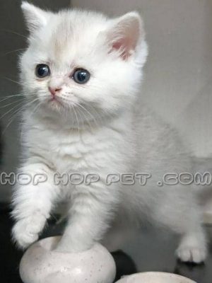 توله گربه بریتیش سفید تک رنگ دو ماهه