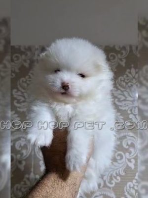 توله پامرانین عروسکی ۴۵ روزه سفید