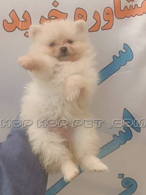 توله پامرانین ماده سفید دو ماهه