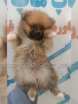 توله پامرانین ماده پرتقالی دو ماهه