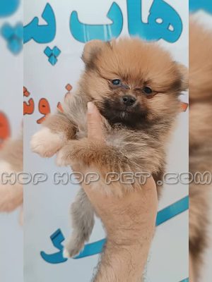 توله پامرانین نر پرتقالی دو ماهه