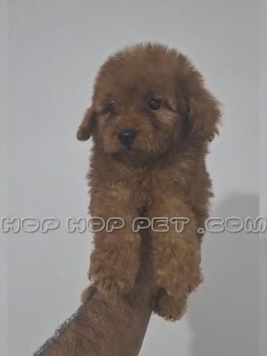 توله پودل تینی توی دو ماهه