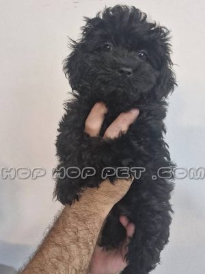 توله پودل مشکی سه ماهه ماده