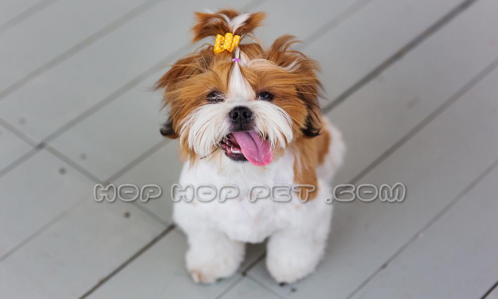 سگ آپارتمانی قیطریه