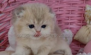 گربه بریتیش اسکاتیش