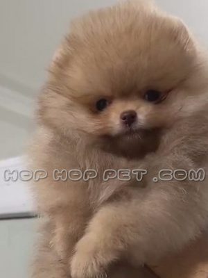 توله سگ پامر خرسی دارچینی نر و ماده دو ماهه