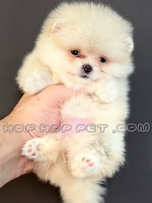 توله سگ پامر خرسی وانیلی نر ۴۵ روزه