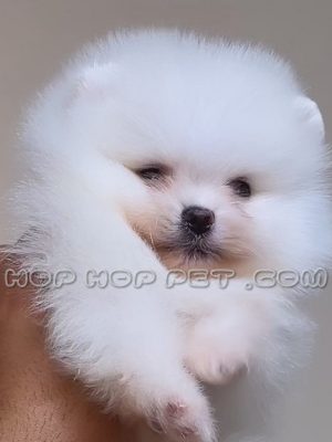 توله سگ پامر عروسکی سفید برفی ماده دو ماهه