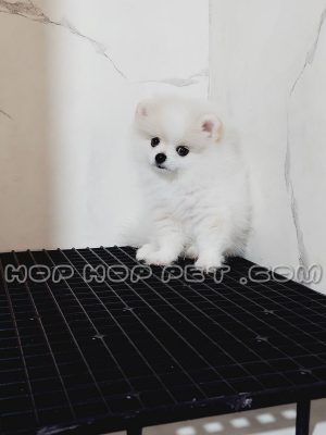 توله سگ پامرانین خرسی سفید برفی نر دو ماهه