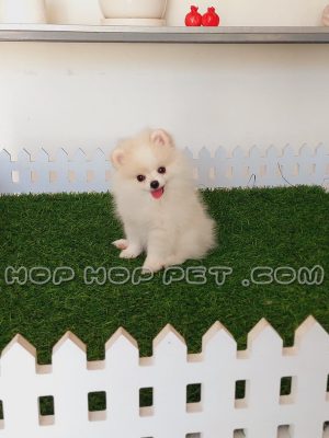 توله سگ پامرانین روباهی سفید ماده دو ماهه