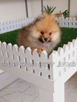 توله سگ پامرانین روباهی نر دو ماهه