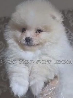 توله سگ پامرانین سفید شیری ۴۵ روزه
