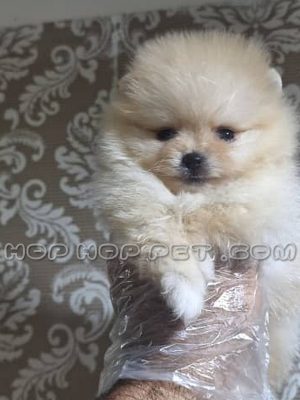 توله سگ پامرانین مینیاتوری وانیلی دو ماهه