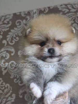 توله سگ پامرانین چند رنگ ماده دو ماهه