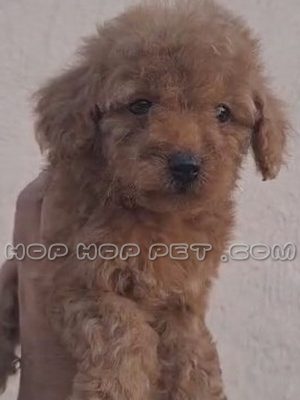 توله سگ پودل تینی توی شکلاتی سه ماهه
