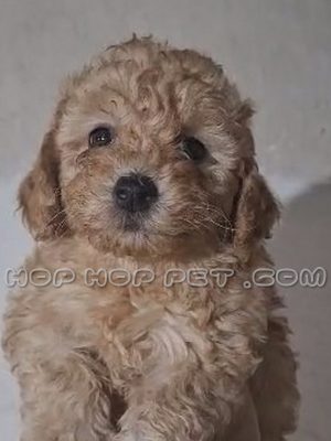 توله سگ پودل دارچینی ماده سه ماهه