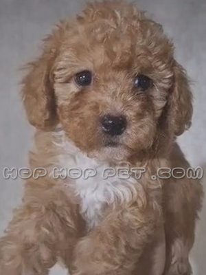 توله سگ پودل عروسکی سفید و قهوه ای دو ماهه