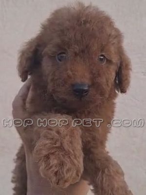 توله سگ پودل عروسکی شکلاتی دو ماهه