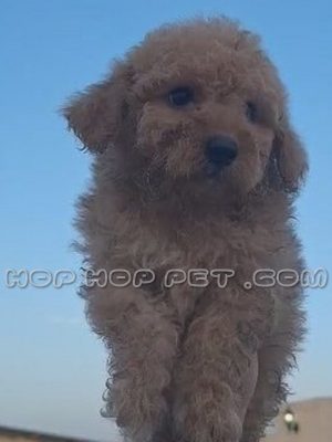 توله سگ پودل عروسکی فندقی دو ماهه