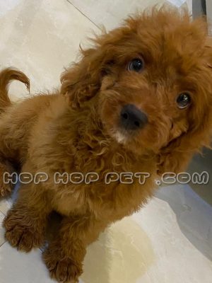 توله سگ پودل عروسکی قهوه ای وارداتی نر چهار ماهه