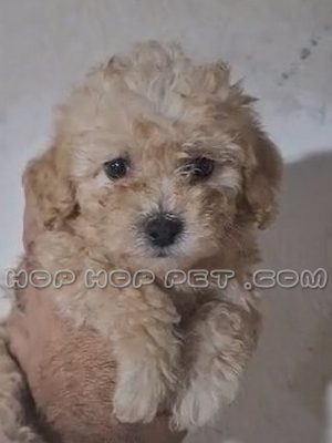 توله سگ پودل کاراملی دو ماهه