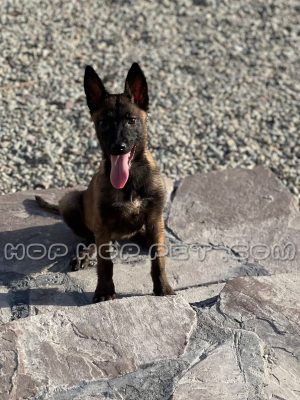 توله سگ ژرمن شپرد نر دو ماهه