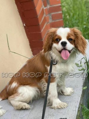 توله سگ کاوالیر دو رنگ سه ماهه