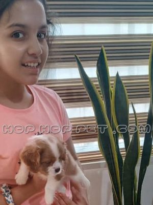 توله سگ کاوالیر کینگ چارلز اسپانیل نر ۲ ماهه