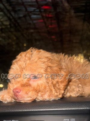 توله سگ گلدن دودل قهوه ای ماده