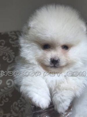 توله پامر عروسکی وانیلی نر ۴۵ روزه