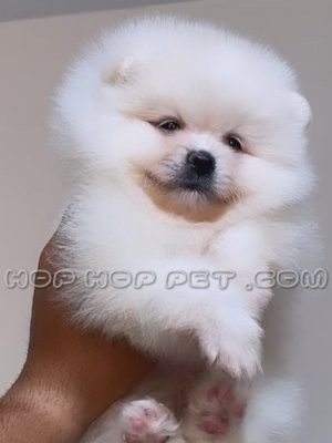 توله پامرانین عروسکی شیری رنگ نر دو ماهه